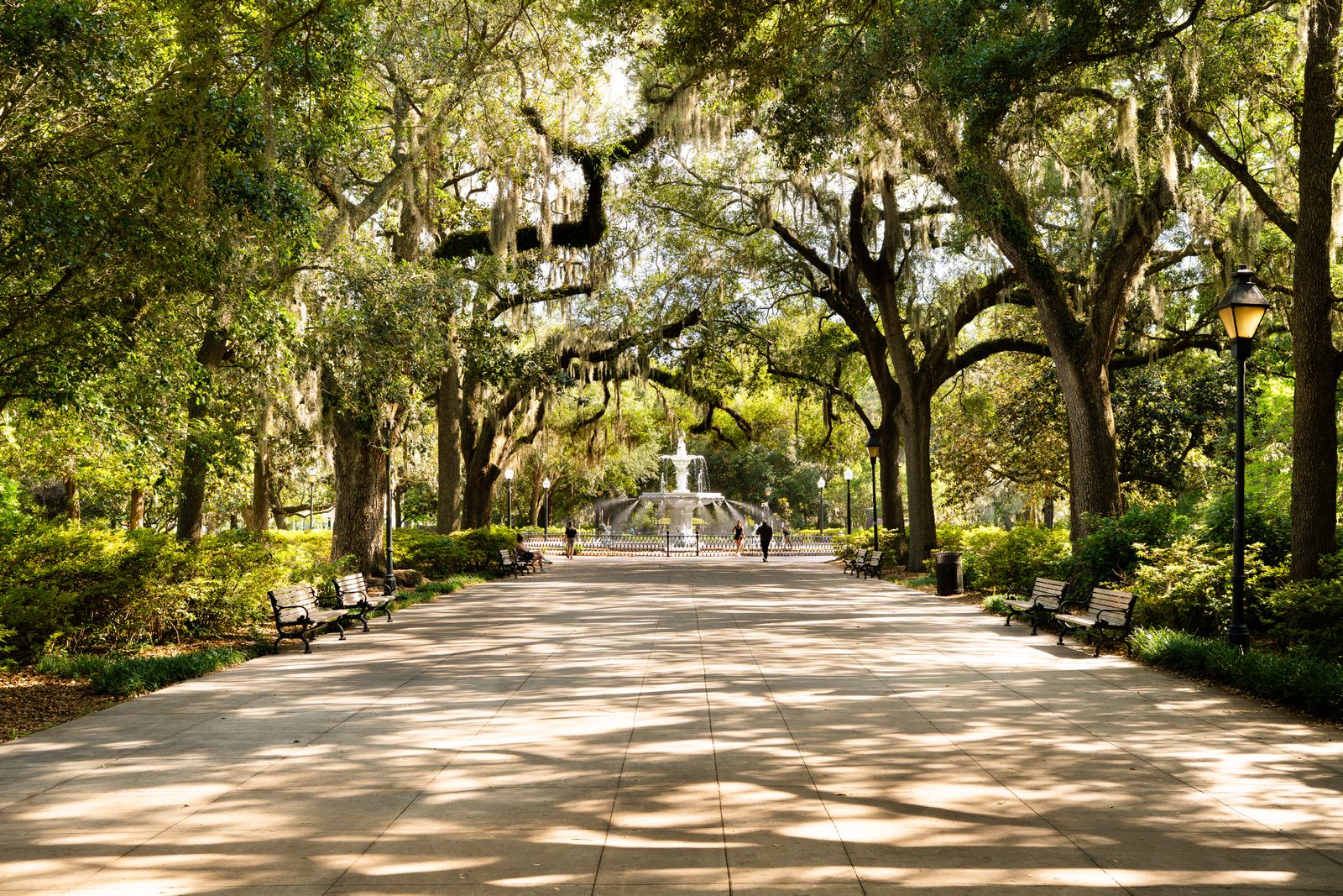 Live oaks draped in Spanish moss over a walkway in Forsyth Park, Savannah